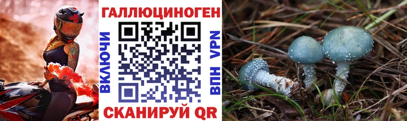 Галлюциногенные грибы Psilocybe  Дальнереченск 
